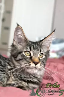 Photo №4. I will sell maine coon in the city of Velikiy Novgorod. private announcement, from nursery, breeder - price - 5283$