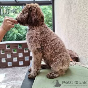 Additional photos: Lagotto Romagnolo puppies