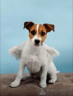 Additional photos: Jack Russell Terrier puppies