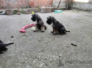 Additional photos: Miniature Schnauzer puppies