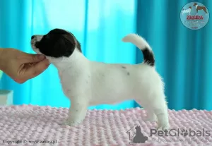 Photo №1. jack russell terrier - for sale in the city of Paniówki | 1560$ | Announcement № 20214