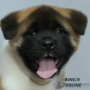 Additional photos: american akita puppies