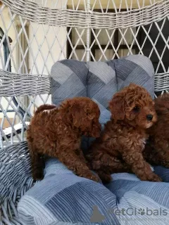 Additional photos: Red miniature poodle puppies