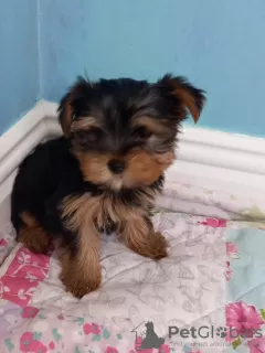 Photo №2 to announcement № 43028 for the sale of yorkshire terrier - buy in Germany private announcement