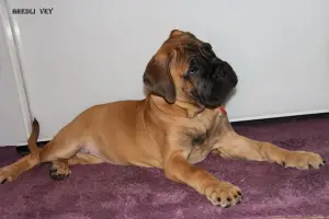 Additional photos: Chic puppies bullmastiff