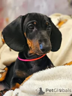 Additional photos: Dachshund UCI standard