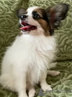 Additional photos: papillon puppies