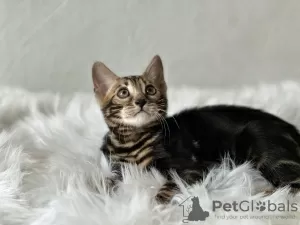 Additional photos: Marbled Bengal cat