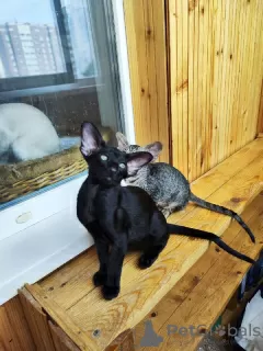 Additional photos: Peterbald kittens