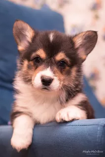 Photo №3. Welsh corgi pembroke puppies. Russian Federation