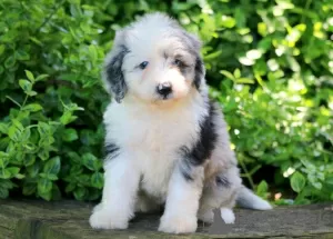 Photo №1. poodle (royal) - for sale in the city of Fort Scott | 500$ | Announcement № 125534