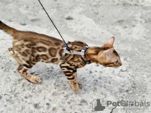 Additional photos: Bengal kittens for sale