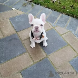 Photo №1. french bulldog - for sale in the city of Herzogenrath | 260$ | Announcement № 32400