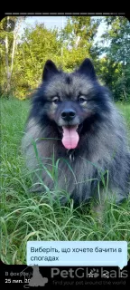 Photo №4. I will sell german spitz in the city of Kiev. breeder - price - 528$