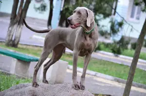 Photo №2 to announcement № 548 for the sale of weimaraner - buy in Belarus breeder