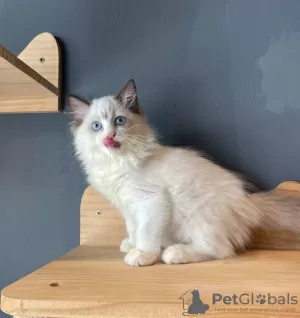 Photo №1. ragdoll - for sale in the city of Rochefort | Is free | Announcement № 127986