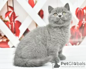 Photo №1. british shorthair - for sale in the city of Bremen | Is free | Announcement № 107999