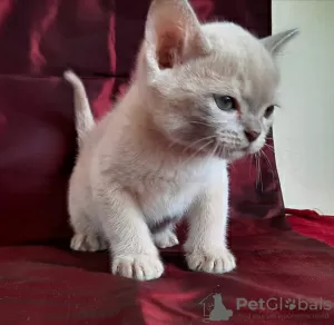 Photo №2 to announcement № 40217 for the sale of burmese cat - buy in Bulgaria breeder