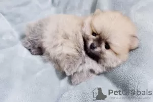 Additional photos: Beautiful Pomeranian Puppies Girls