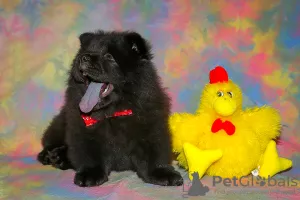 Photo №3. Chow Chow puppies. Russian Federation