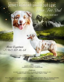 Photo №2. Mating service australian shepherd. Price - Negotiated