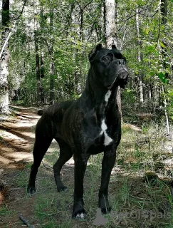 Photo №3. For sale beautiful puppies Cane Corso - boys and girls.. Russian Federation