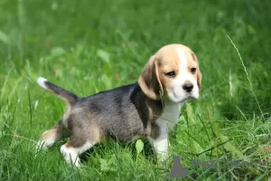 Photo №3. Beagle trocolor dog ZKwP (FCI). Poland