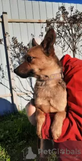 Additional photos: A dog in a T-shirt is looking for a home