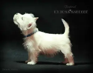 Additional photos: West Highland White Terrier from a superb pair!