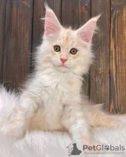 Photo №3. Maine Coon Kittens. Australia