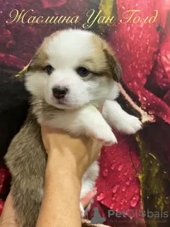 Additional photos: Puppies for sale