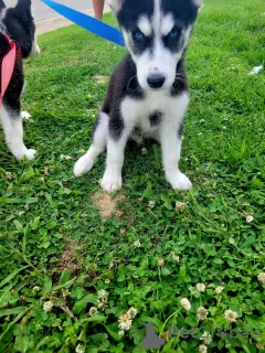 Additional photos: Alaskan malamute puppies