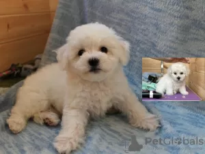 Additional photos: Adorable Bichon Frize puppies ready to move into a new home