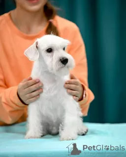 Photo №1. schnauzer - for sale in the city of Molodechno | 906$ | Announcement № 121772