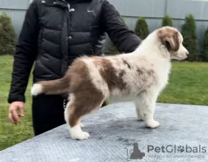 Additional photos: Miniature American Shepherd (MAS) puppies