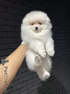 Photo №2 to announcement № 76445 for the sale of pomeranian - buy in Germany breeder