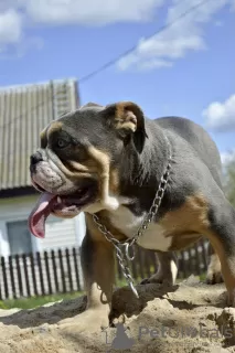 Photo №3. English bulldog puppies. Belarus