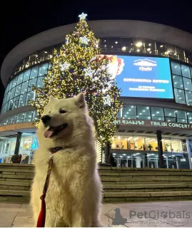 Photo №2 to announcement № 129110 for the sale of samoyed dog - buy in Georgia private announcement