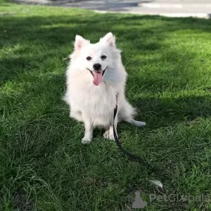 Additional photos: Japanese Spitz puppies