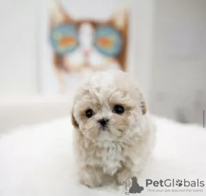 Photo №1. maltese dog - for sale in the city of Зальцбург | 317$ | Announcement № 99116