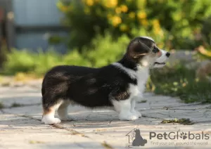 Additional photos: Welsh Corgi Pembroke puppies