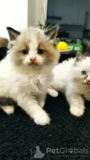 Photo №3. Ragdoll kittens. Poland