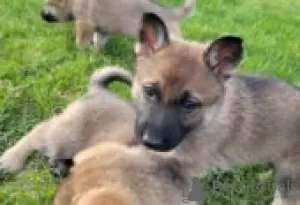 Photo №3. German Shepherd Dog puppies for sale. Finland