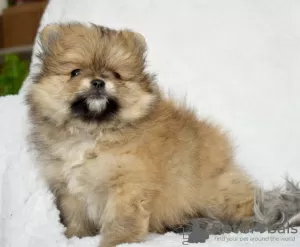 Photo №2 to announcement № 71340 for the sale of pomeranian - buy in Slovenia private announcement