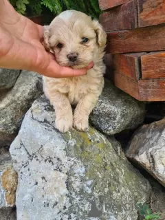 Additional photos: Maltipoo puppies