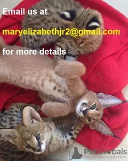 Photo №3. Top caracal kittens for sale / Africa serval kittens for adoption. United States