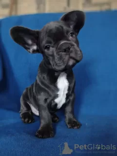 Additional photos: French bulldog puppies