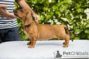 Photo №1. dachshund - for sale in the city of Šabac | negotiated | Announcement № 104264