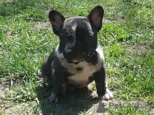 Photo №4. I will sell french bulldog in the city of Minsk. private announcement - price - negotiated