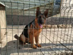 Photo №4. I will sell german shepherd in the city of Москва. private announcement, breeder - price - 399$